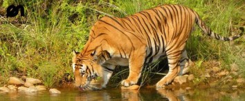Bardia National Park Safari