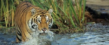 Chitwan National Park Safari