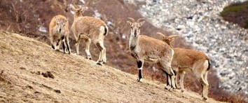 Dhorpatan Hunting Reserve Safari